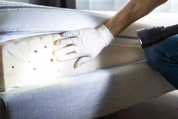 Best Affordable Pest Control Services  in Coleman, TX