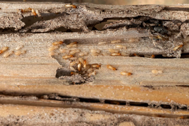 Wasp Removal Services in Coleman, TX